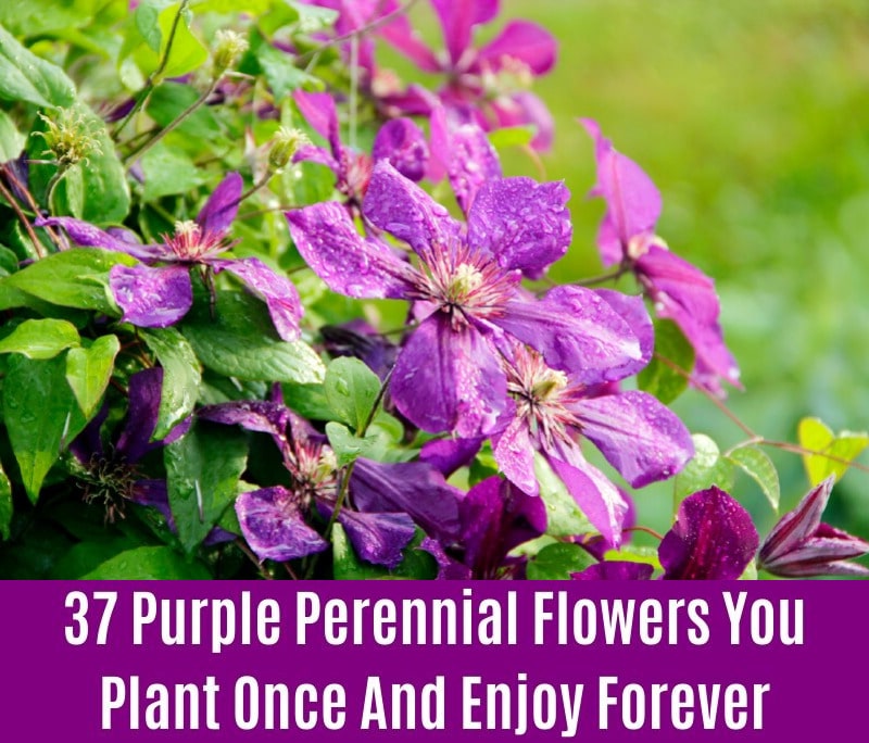 Bush Clematis - Purple Perennial Flower