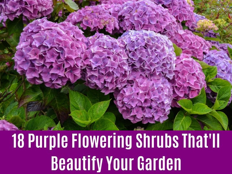 18 Purple Flowering Shrubs That Ll Beautify Your Garden Diy Crafts