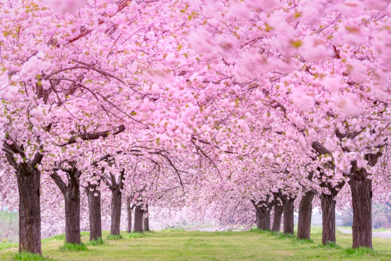 Flowering Cherry 