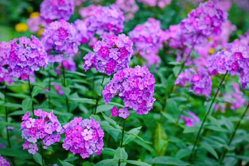 Garden Phlox - perennial flower that blooms all season