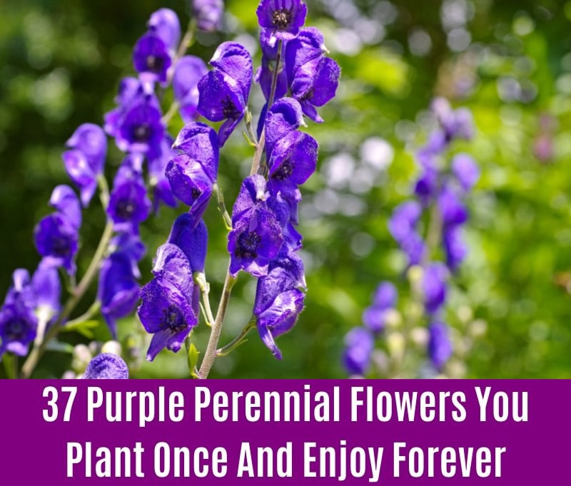 Monkshood - Purple Perennial Flower