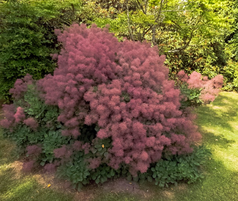 Smoke Tree