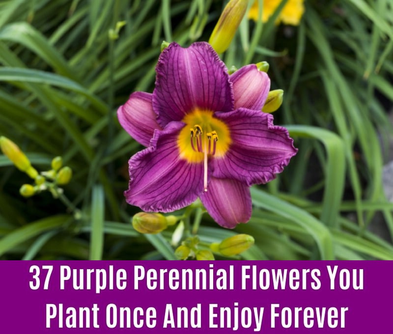 Daylily - Purple Perennial Flower