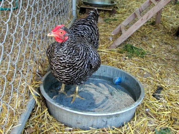 Chicken in pan of water