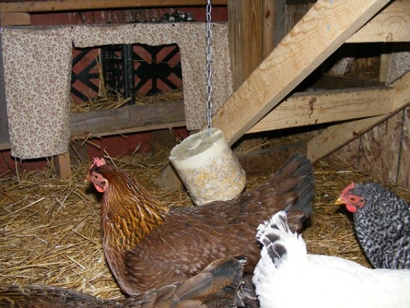 Chicken block of food hanging