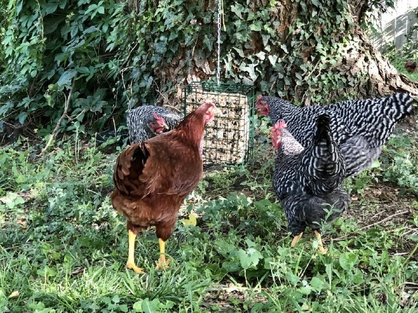Chickens at suet feeder