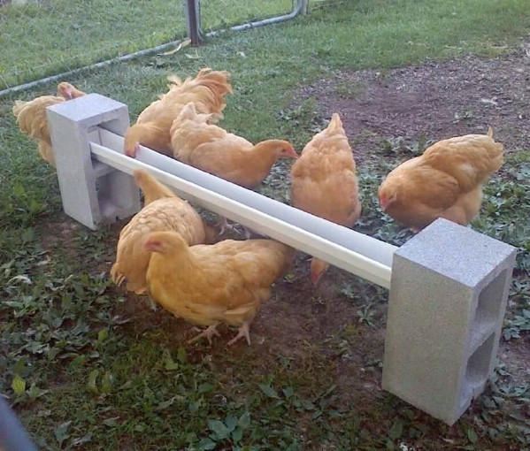 Chickens with block and gutter feeder