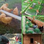 Chicken hacks collage