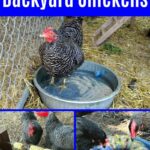 Chicken hacks collage