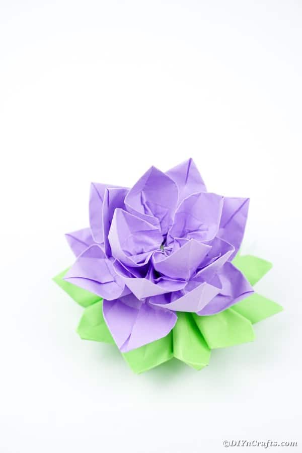 Purple lotus on white surface