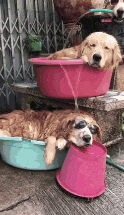 Dogs in water gif