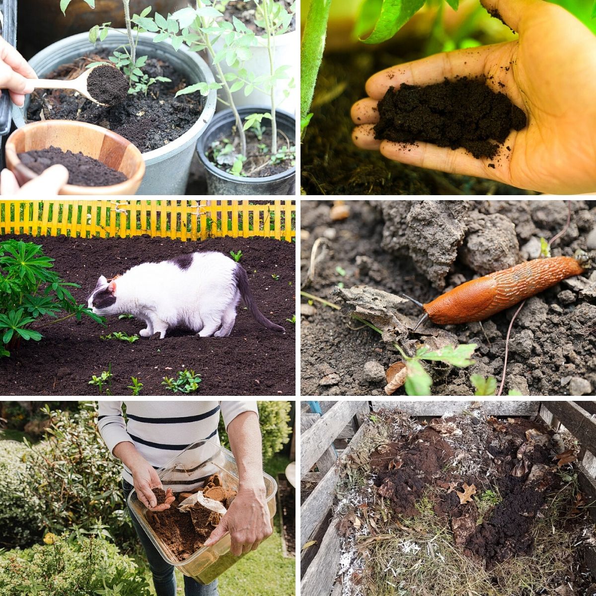 Coffee ground uses for garden collage