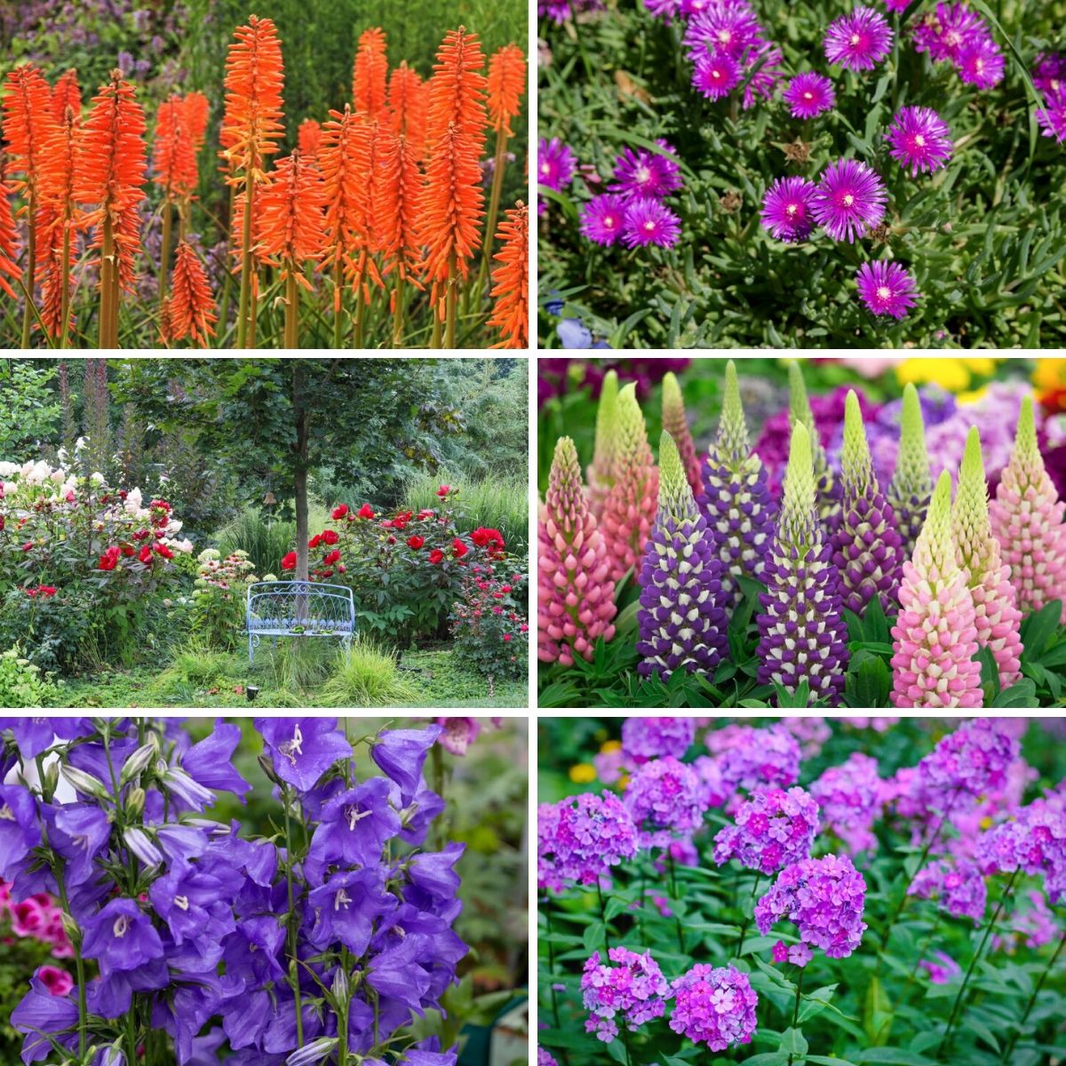 Collage photo of the long blooming perennial flowers.