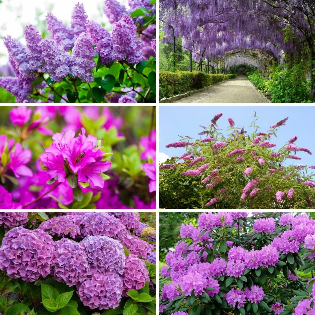 18 Purple Flowering Shrubs That Ll Beautify Your Garden Tasteandcraze
