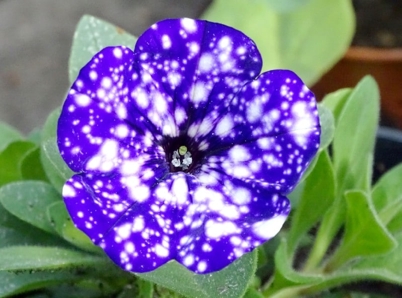 Details about   200 Pcs Petunia Starry Sky Blue Seeds Plants Flowers Night Sky Bonsai Garden