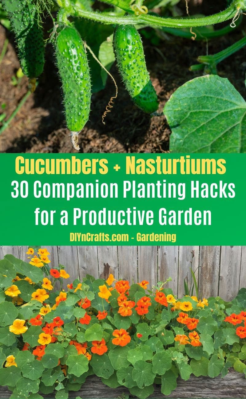 Cucumbers and Nasturtiums - Companion planting pairs