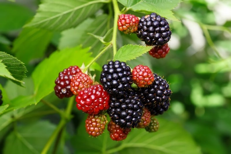 Blackberries - Berry bushes to grow in your garden