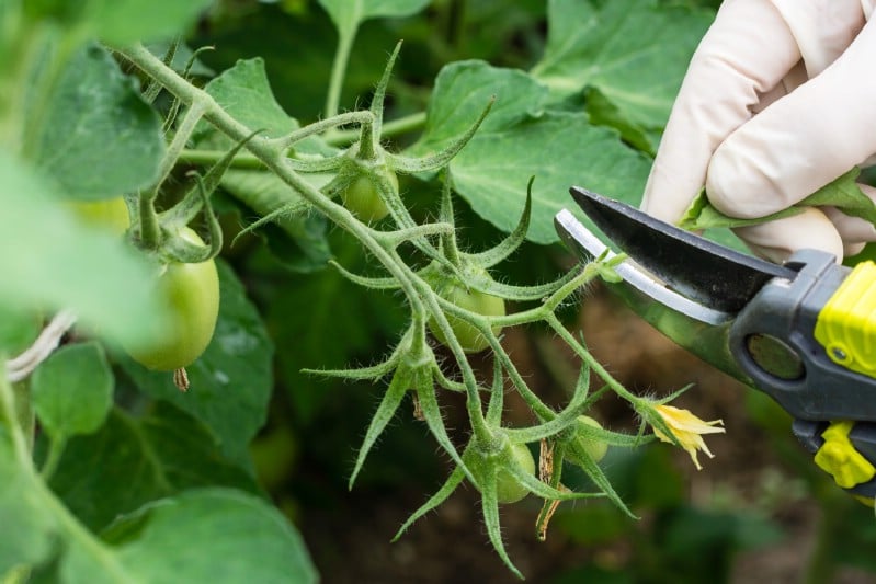 Pruning tomato plant.