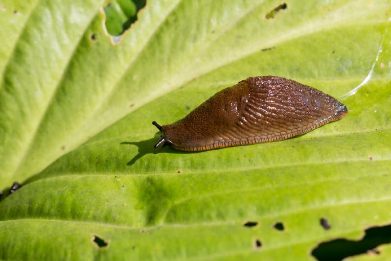 Snails eating produce leaves.