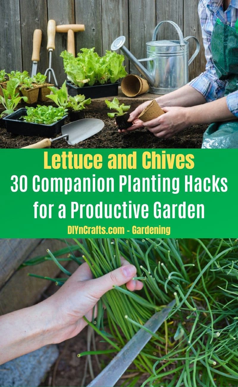 Lettuce and Chives - Companion planting pairs