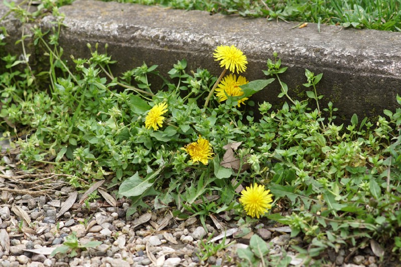 Weeds grown in the garden