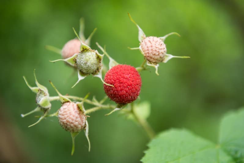 Thimbleberry - Berry bushes to grow in your garden