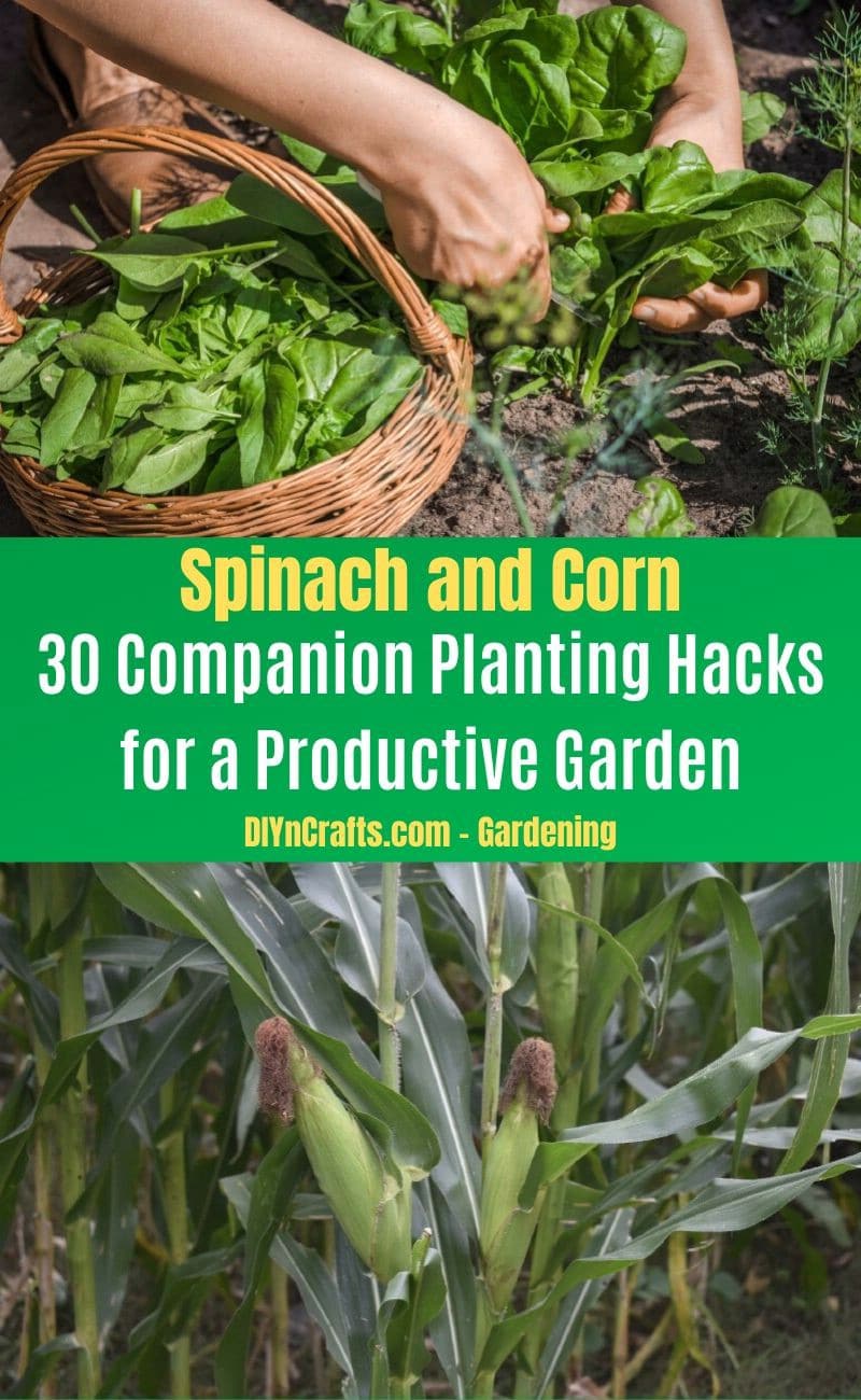 Spinach and Corn - Companion planting pairs
