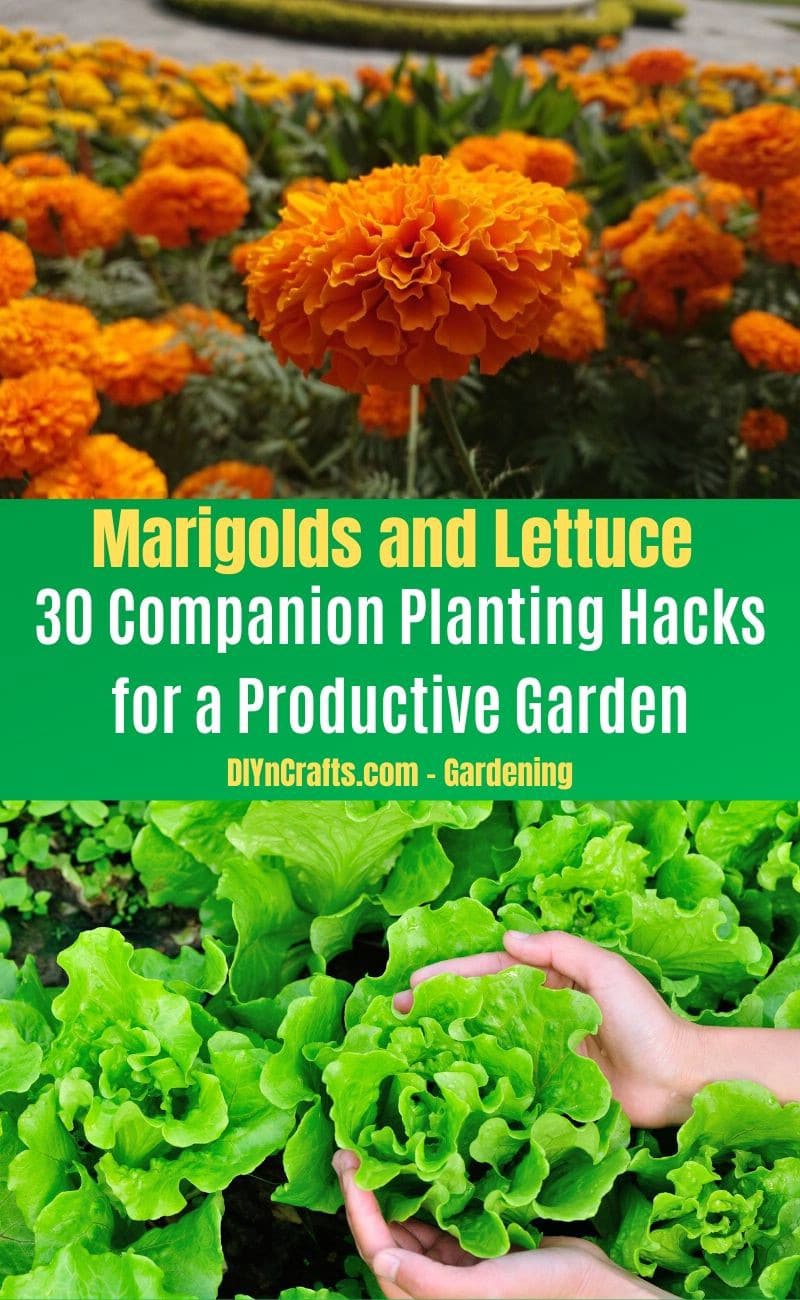 Marigolds and Lettuce - Companion planting pairs