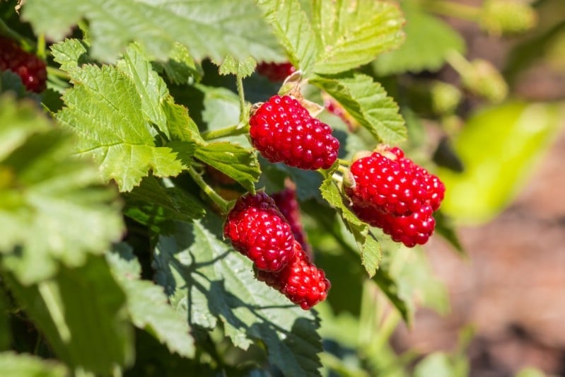 Loganberries - Berry bushes to grow in your garden