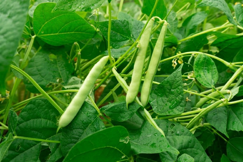 Beans to grow under tomato plants.