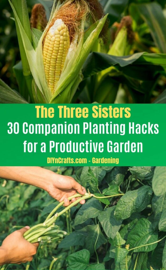 Paired Planting 30 Companion Planting Pairs for a Productive Garden - DIY & Crafts