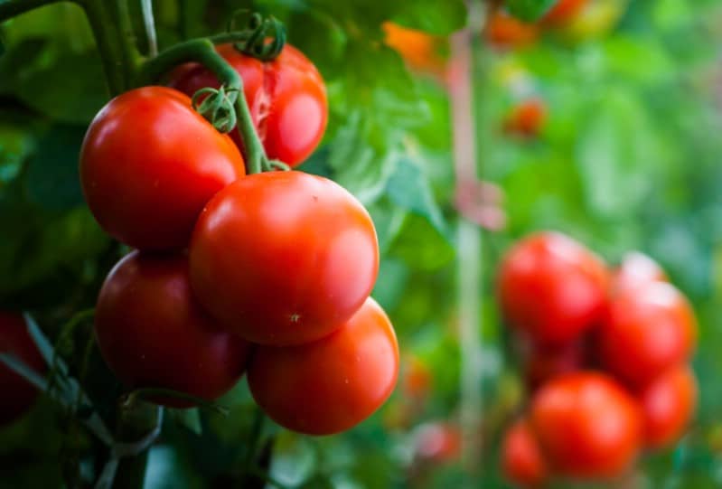 Healthy tomato plants ready to harvest.