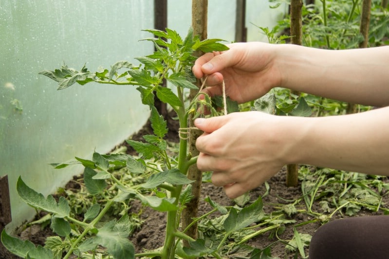 Adding support for tomato plants.