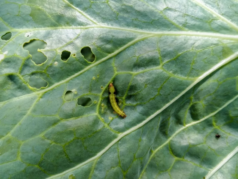 Cabbage worms eating cabbage leaves.