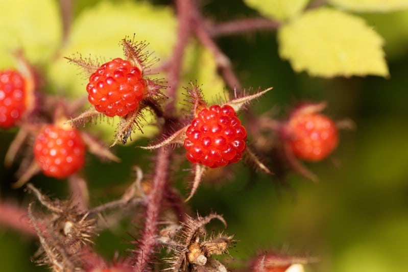 Wineberries - Berry bushes to grow in your garden