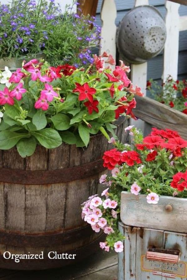 Whiskey barrel with red flowers