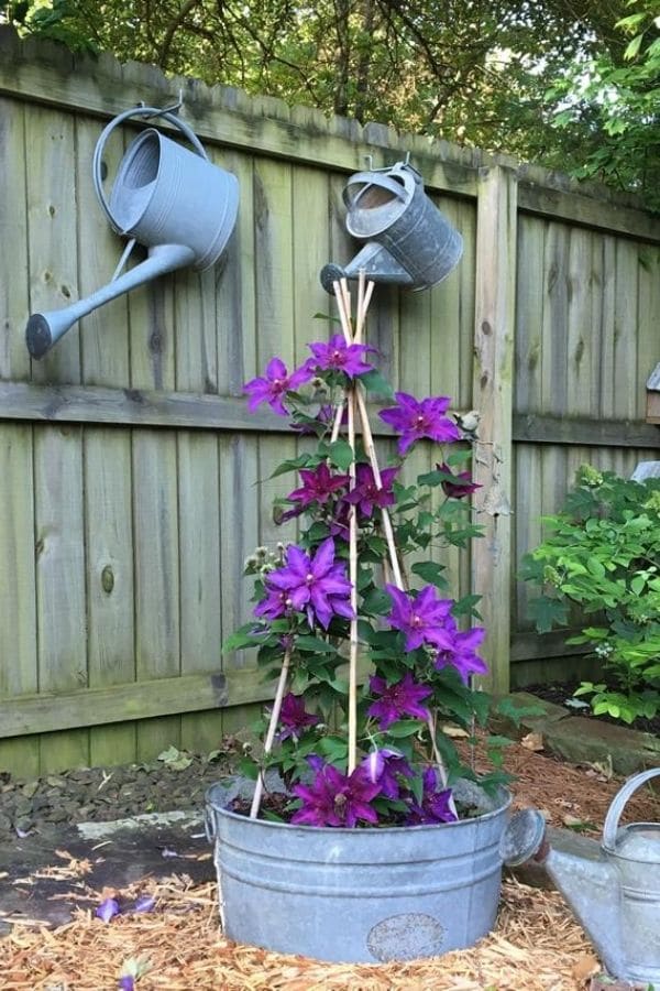 garden vintage clematis decor rustic finegardening landscaping yard diy trellis charm country galvanized outdoor backyard washtub gardens front projects small