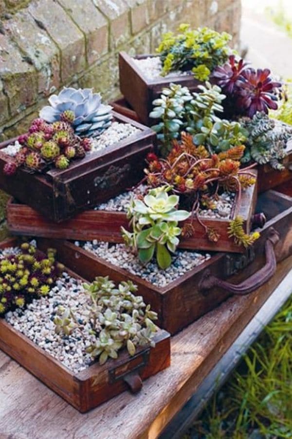 Succulents in drawers