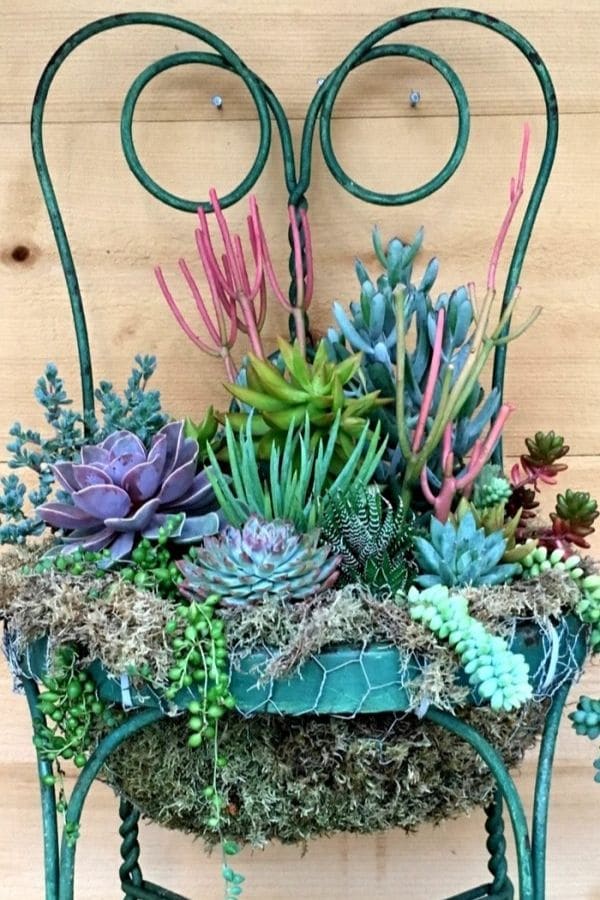 Old chair succulent garden