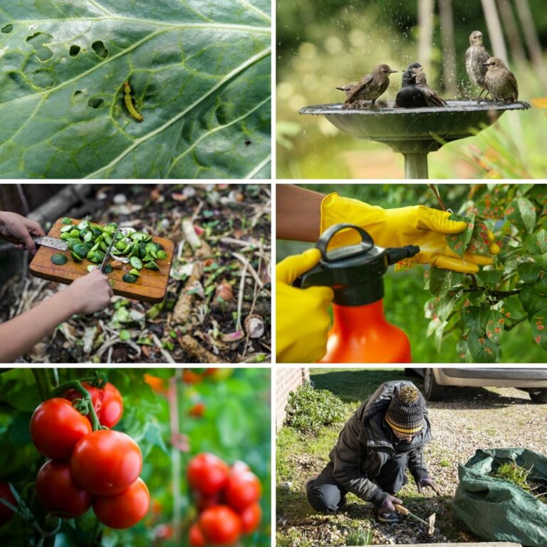 Collage photo featuring various uses for baking soda in the garden from the post content.