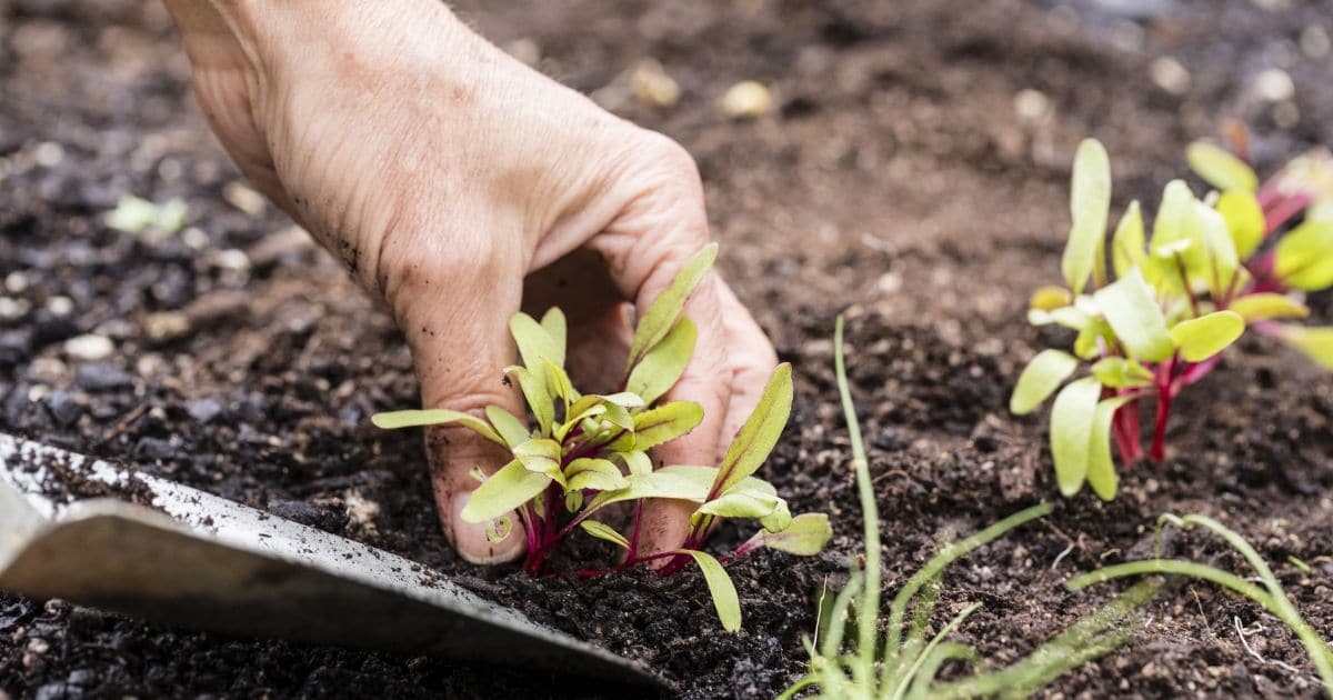 Paired Planting 30 Companion Planting Pairs for a Productive Garden - DIY & Crafts