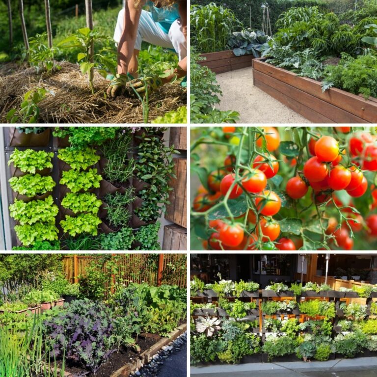 Photo collage featuring photos from the high yield gardening tips from the article.