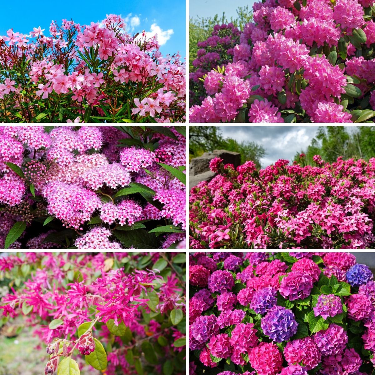 20 Gorgeous Pink Flowering Shrubs for Your Garden   DIY & Crafts