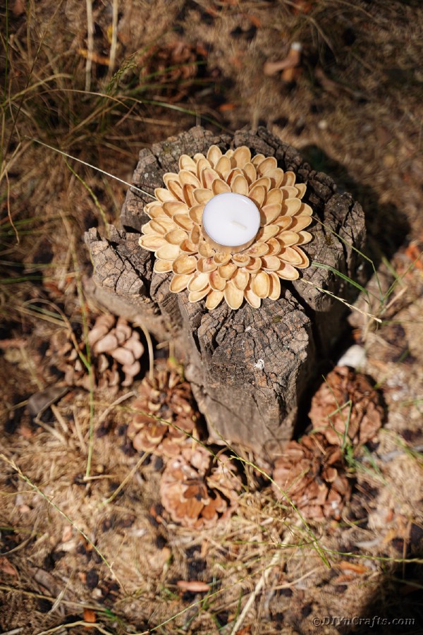Pistachio shell candle holder on stump