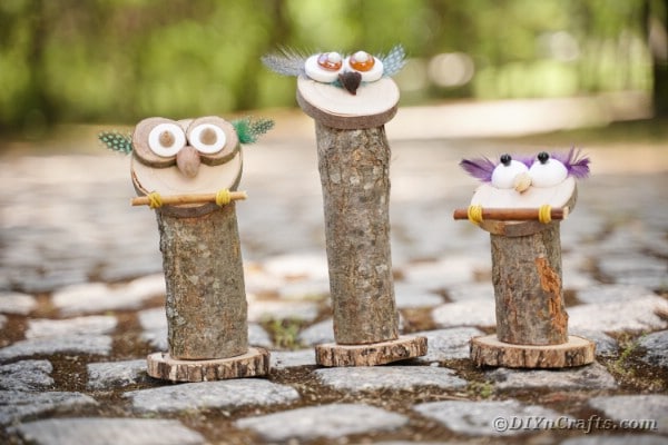 Trio of owls on cobblestone