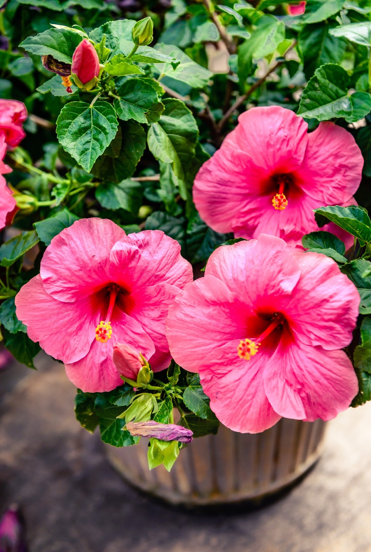 Hibiscus flowers in a pot.