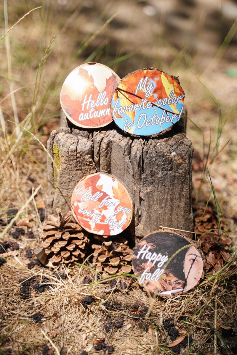 Wood slices with fall pictures leaned against a stump