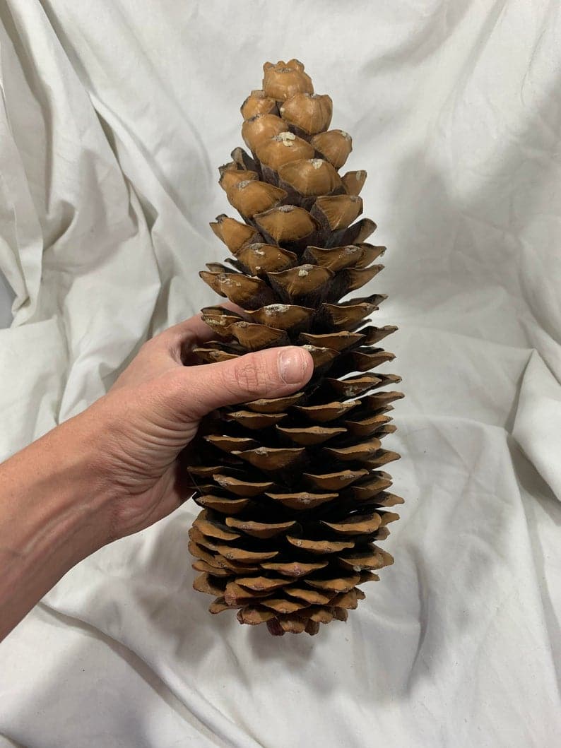 XL 7-9 Inch Pinecone | Art Supply | Nature | Craft | Holiday | Woodsy