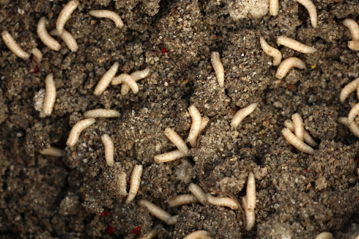 Maggots in soil.
