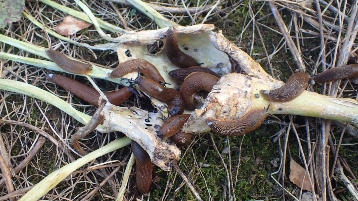 Slugs eating a kohlrabi.